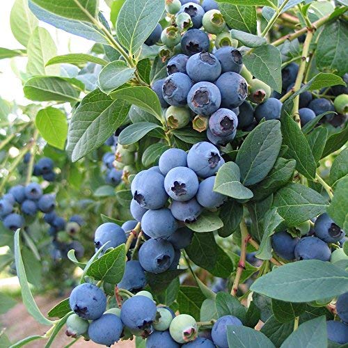 M-Tech Gardens Rare European Bush Blueberry  Bluecrop Exotic Blueberry Seeds [ 50 Seeds for Growing ] (B09LSBQDFB) Amazon Price History, Amazon Price Tracker