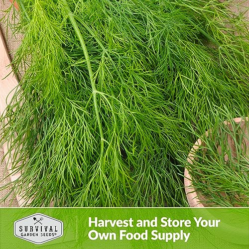Compact Dill Seeds for Planting – Dwarf Dill for Containers & Small-Space Gardens – High Germination Heirloom Non-GMO Herb for Indoor or Outdoor Growing – Survival Garden Seeds (1 Pack) - Image 5