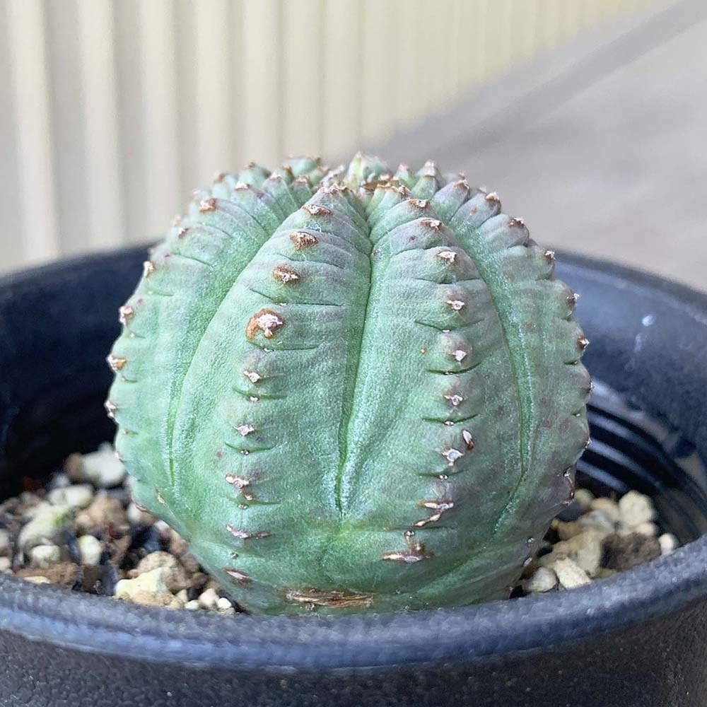 ユーフォルビア ロウウィー 2.5号｜観葉04-PA Amazon.co.jp