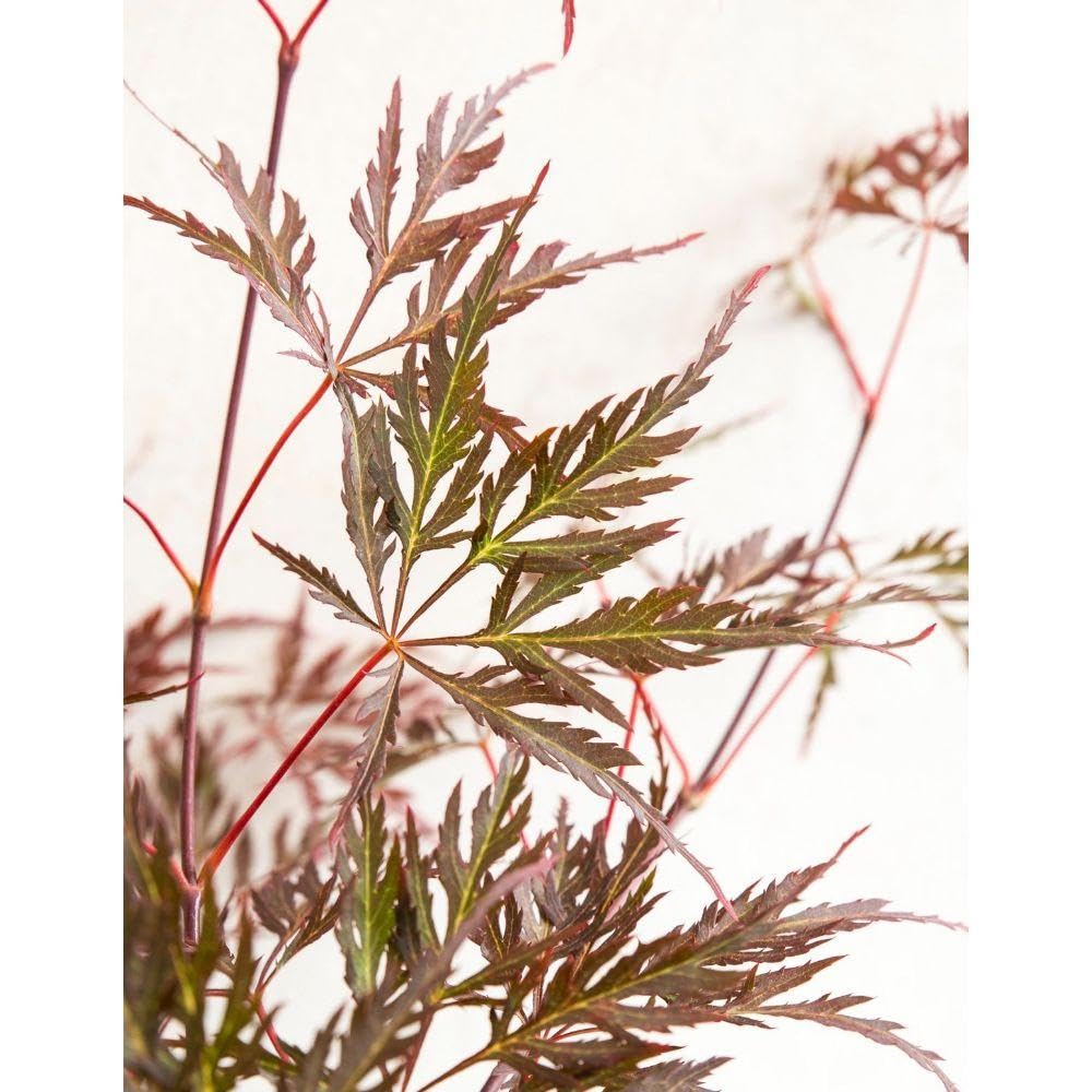 Japanischer Ahorn - Acer 'Garnet'