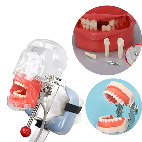 Miniatura 5 de TM-021 Dientes Typodont Dentales Modelo Completamente Desmontable Enseñanza Estudio Herramientas Typodont Anatomía articulada Dientes Modelo 28