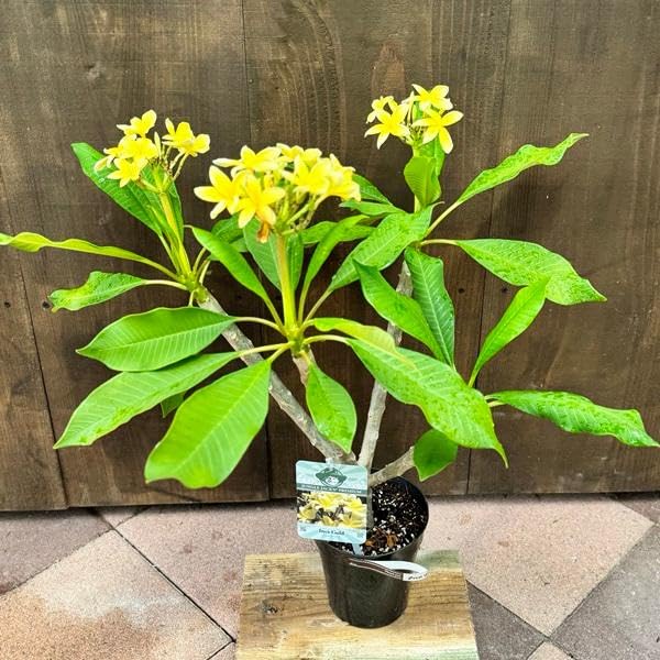 Amazon｜観葉植物 鉢花：プルメリア（インドソケイ）*お花選べます