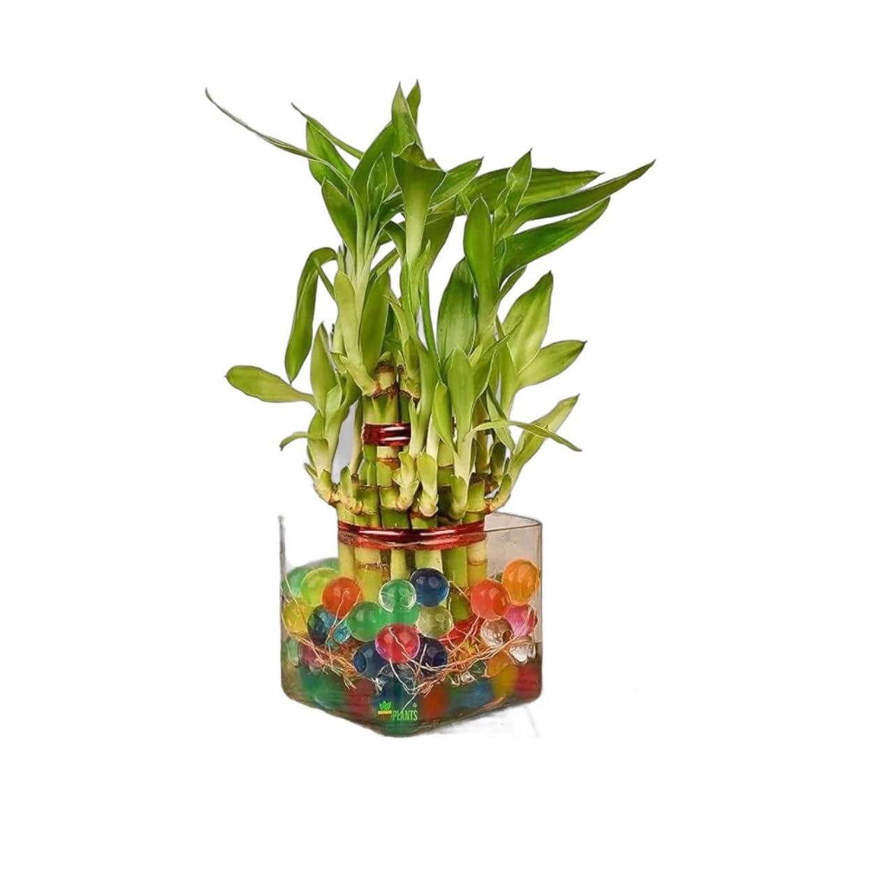 Phulwa 2-Layer Lucky Bamboo in 4-Inch Glass Pot | Perfect for Living Rooms | Indoor Plants (B0BSV1X39Q) Amazon Price History, Amazon Price Tracker