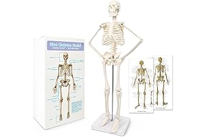 2024 Newest Design Human Skeleton Model for Anatomy