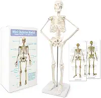 Modelo de esqueleto humano com design mais recente de 2024 para anatomia, corpo humano científico de 45 cm de altura com estruturas móveis de ossos de braços e pernas, coluna inteira e costelas