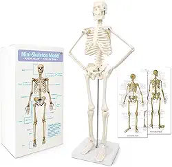Modelo de esqueleto humano com design mais recente de 2024 para anatomia, corpo humano científico de 45 cm de altura com estruturas móveis de ossos de braços e pernas, coluna inteira e costelas