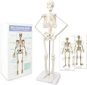 Modelo de esqueleto humano com design mais recente de 2024 para anatomia, corpo humano científico de 45 cm de altura com estruturas móveis de ossos de braços e pernas, coluna inteira e costelas