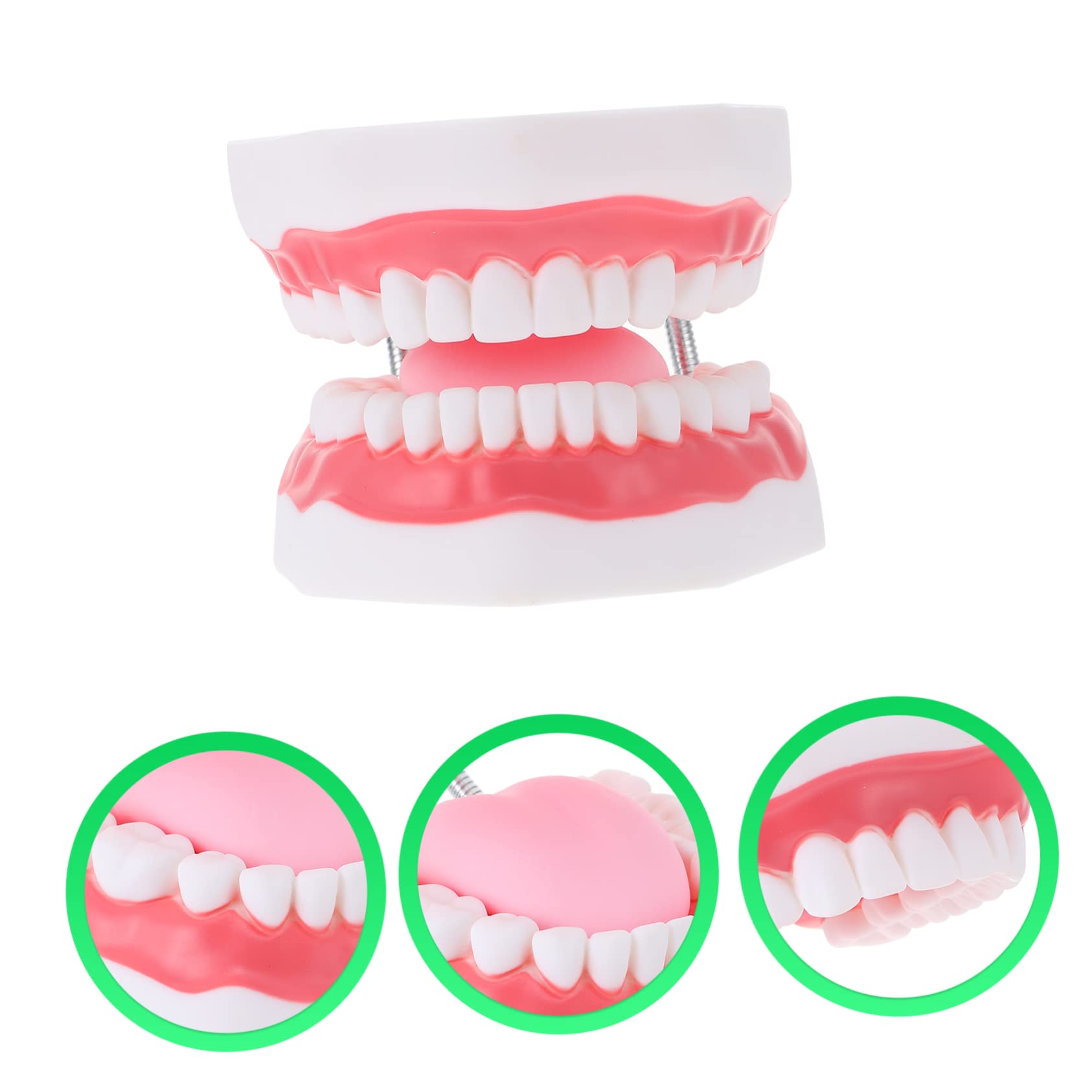 Modello Denti Didattico 6x Bianco Pvc con Spazzolino | Ausilio Educativo per Ragazzo Ragazza, Aspetto Creativo, Interazione Genitore-figlio