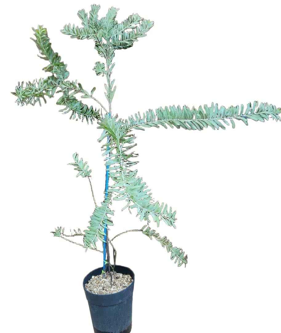 アカシア　ブルーブッシュ　大苗 ミモザ　オージープランツ Amazon.co.jp: アカシア ブルーブッシュ 鉢植え ミモザ 苗木 オージー