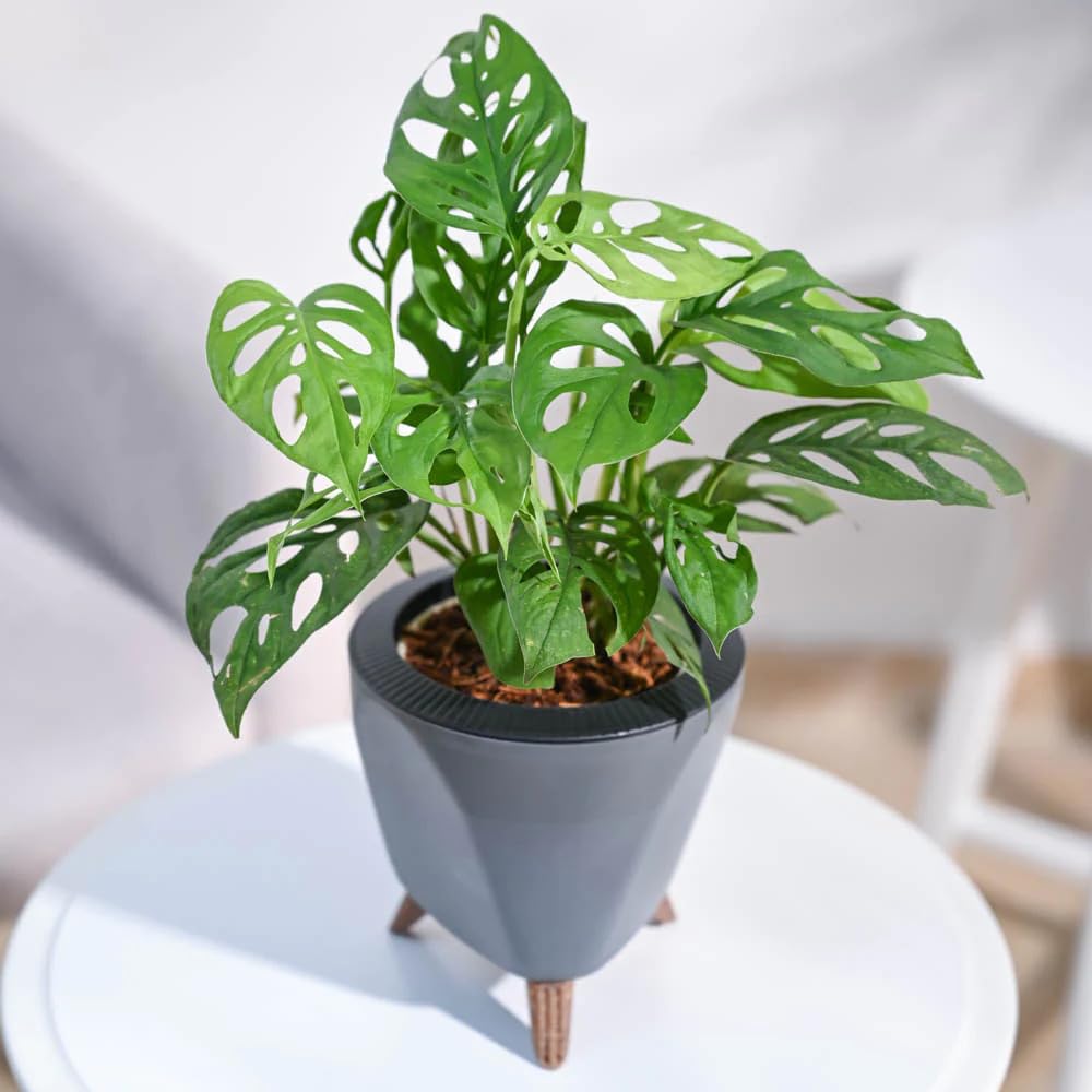 ONLINE PLANT BAZAR Philodendron Broken Heart Indoor Live Plant(Pack Of-1) B2 (B0C96W2W95) Amazon Price History, Amazon Price Tracker