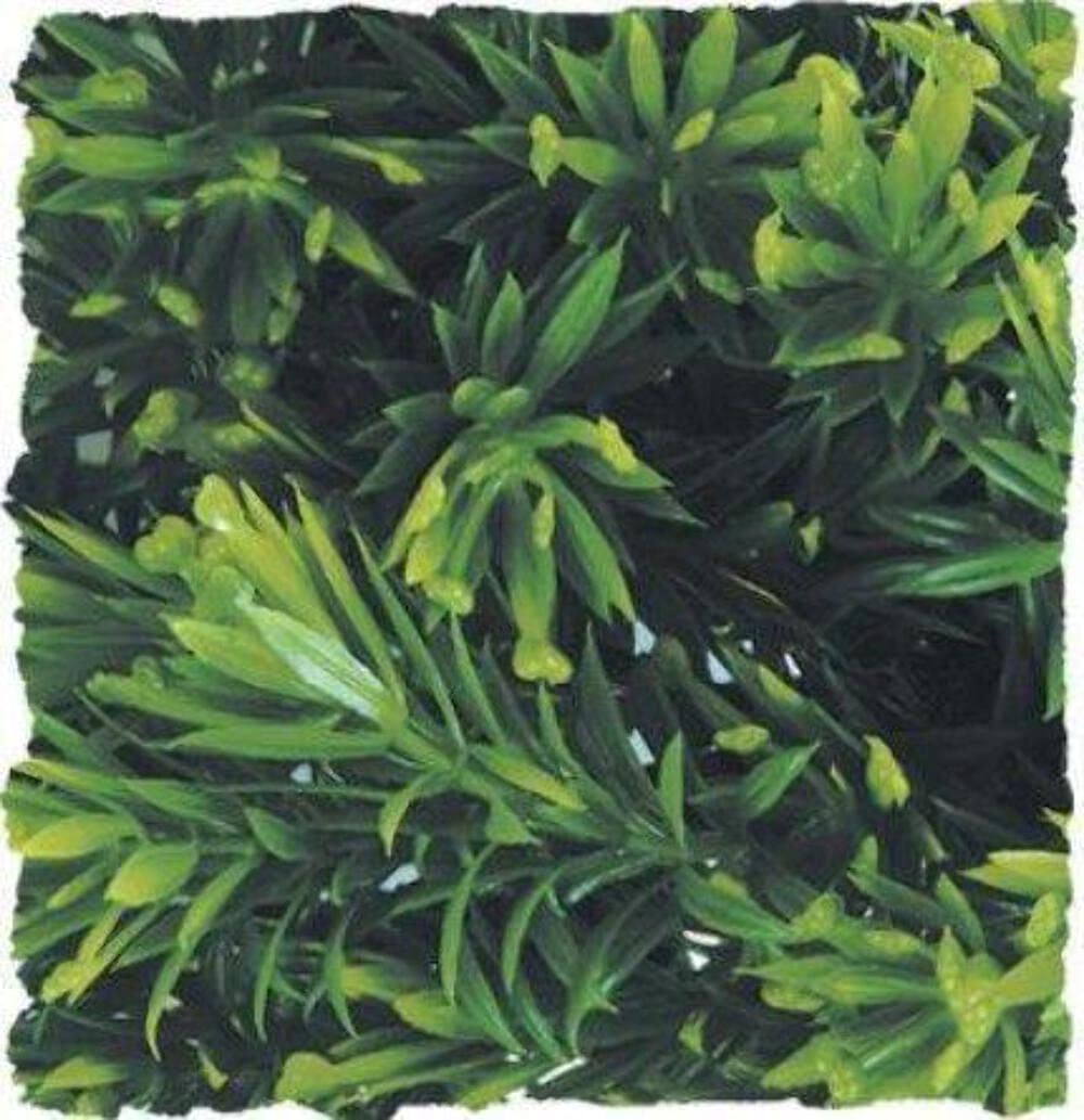 Zoo Med - Planta Artificial Estrella de Borneo