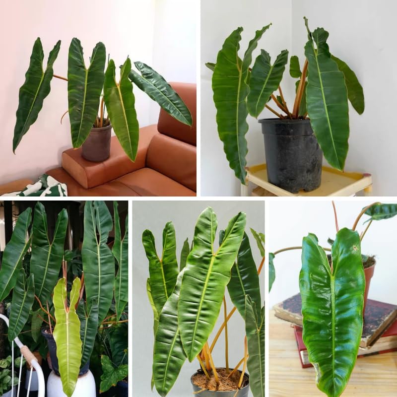 Miniatura 2 de Billiataie Philodendron Plant - Planta de interior viva, rara tropical abigarrada, planta de interior viva, plantas de inicio sin maceta, 5-9