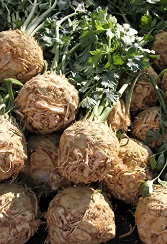 Seedeo® Knollensellerie „Wiener Riesen“ (Apium graveolens...