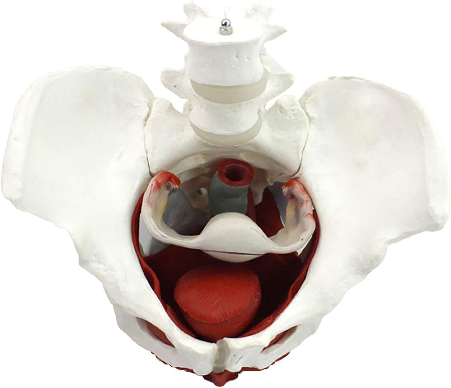 Female Pelvis Model - Female Pelvis Skeleton Model - Anatomy Model - Medical Anatomical - with Pelvic Floor Muscles Colored,Life Size