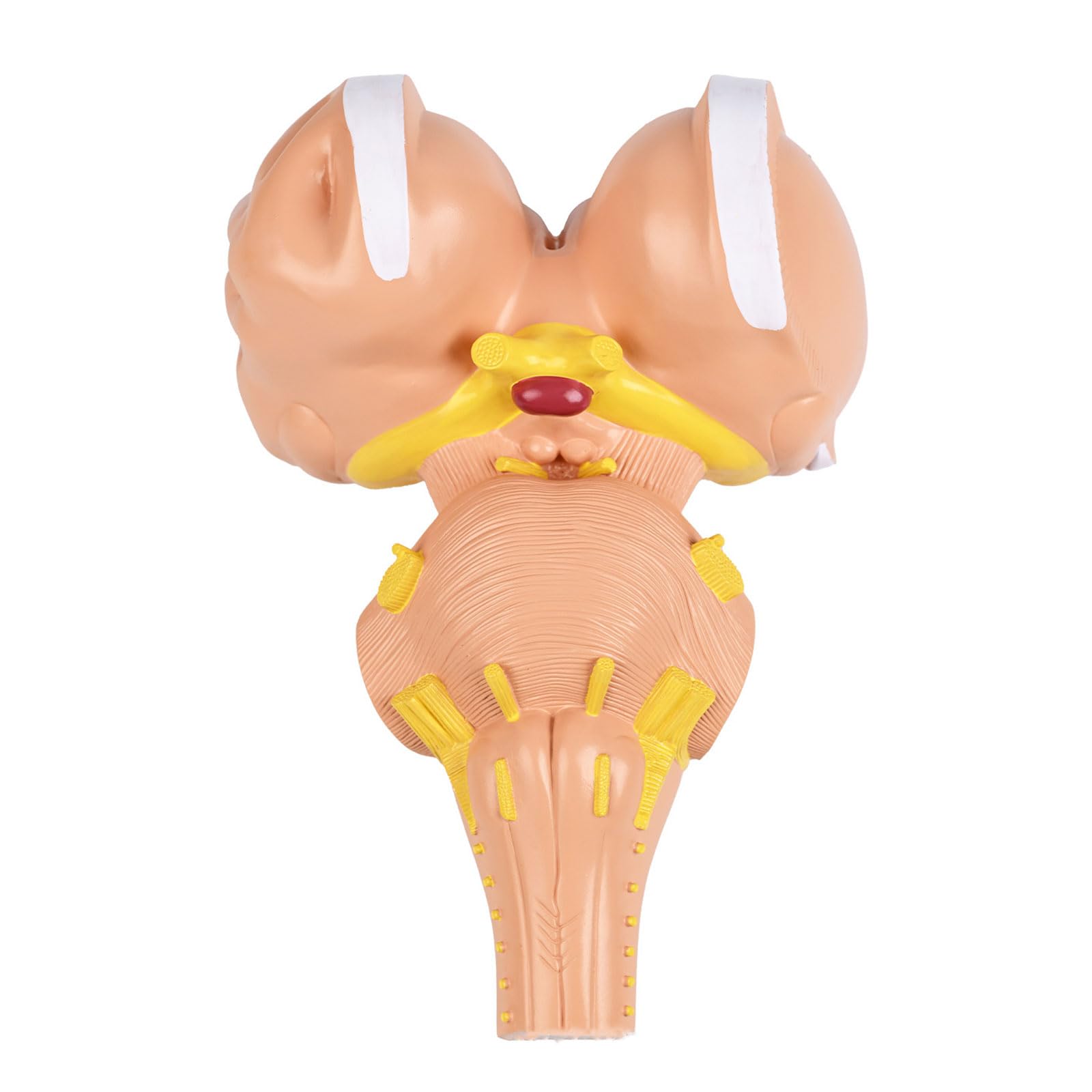 Modello anatomico del tronco cerebrale umano ingrandito 3x per programmi istruzione e formazione medica avanzati Costruzione in PVC Modello anatomico in PVC