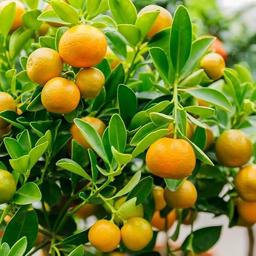 Miniatura 8 de Árbol calamondin Calamansi de 3 pies vivo en maceta de 2 galones, árbol de cítricos resistente para cultivo al aire libre, flores fragantes, no se