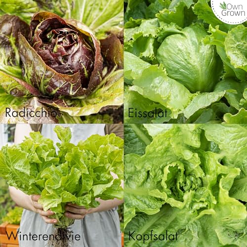 Salat Samen: 8 Sorten Salat Saatgut Set für Garten und Balkon – Kopfsalat Samen, Blattsenf, Feldsalat Samen winterhart, Radicchio, Endiviensalat Samen, Zichorie – Salat Gemüse Samen von OwnGrown