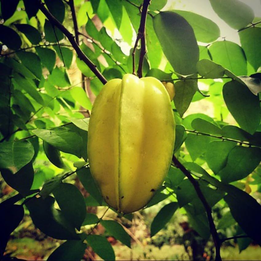 See full amazon price history chart for Live Hybrid Star Fruit Plant Grafted Sweet Variety Large Fruits High Yielding upto 2.5ft Height (Vietnamese Imported) Pack of 1 Live Hybrid Star Fruit Plant Grafted Sweet Variety Large Fruits High Yielding upto 2.5ft Height (Vietnamese Imported) Pack of 1 (B0D7SV7Z7F) Amazon Price History, Amazon Price Tracker