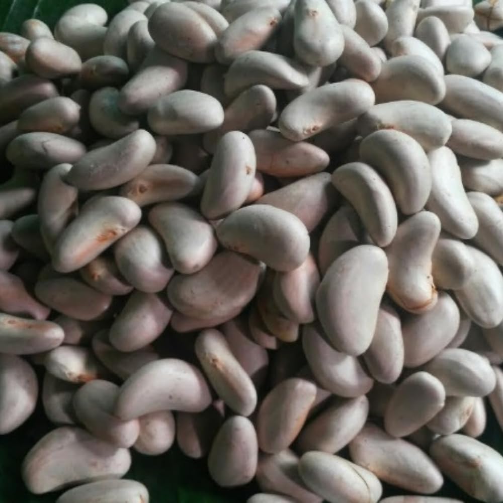 See full amazon price history chart for Dreams Kerala Fresh Rare Jackfruit Seeds 1kg / Suitable for Cooking and Planting Dreams Kerala Fresh Rare Jackfruit Seeds 1kg / Suitable for Cooking and Planting (B0CXMGFYHH) Amazon Price History, Amazon Price Tracker