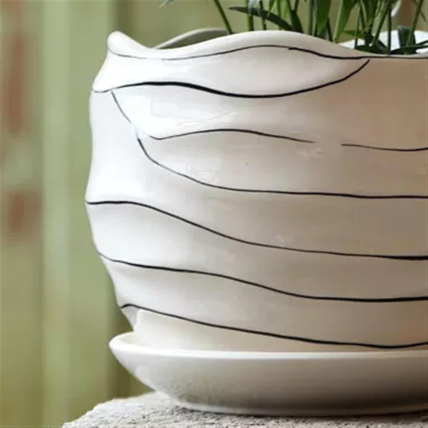 宮様楓盆栽 盆栽 宮様楓 樹高28cm Amazon.co.jp: ミヤサマカエデ【宮様