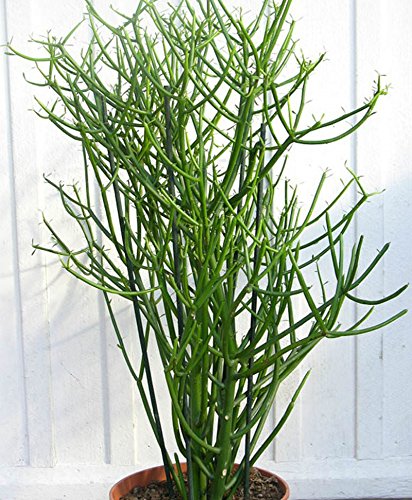 POWERS TO FLOWERS - EUPHORBIA LACTEA LORICATA IN VASO CERAMICA BIANCO, pianta vera
