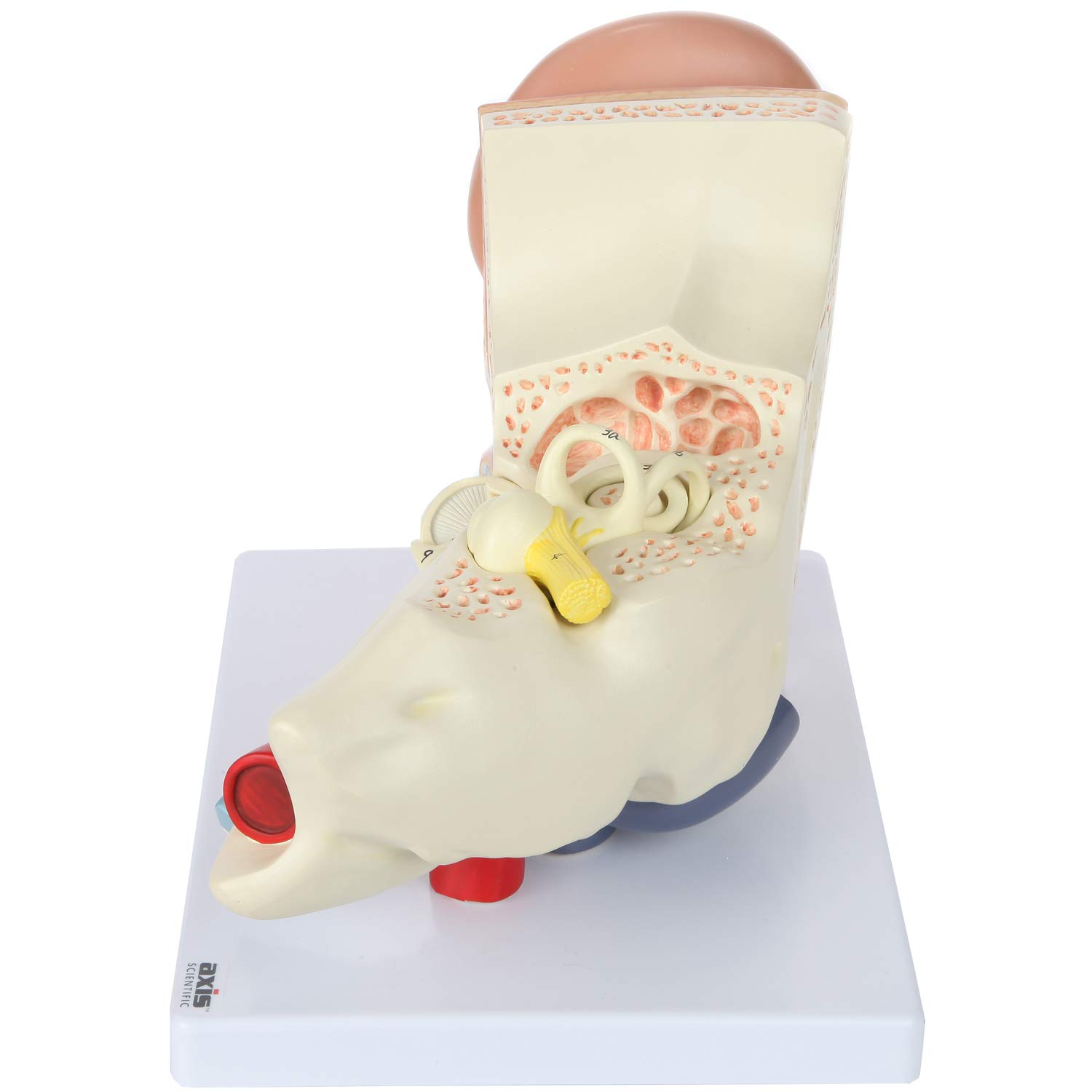 Axis Scientific Human Ear Model, 5 Times Enlarged 4 Dimensional Model