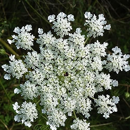 Miniatura 2 de Paquete de semillas de anís, 50 semillas de hierbas, plantación de jardín, hisopo de anís 50 semillas (Agastache foeniculum) Sin OMG - Polinizado
