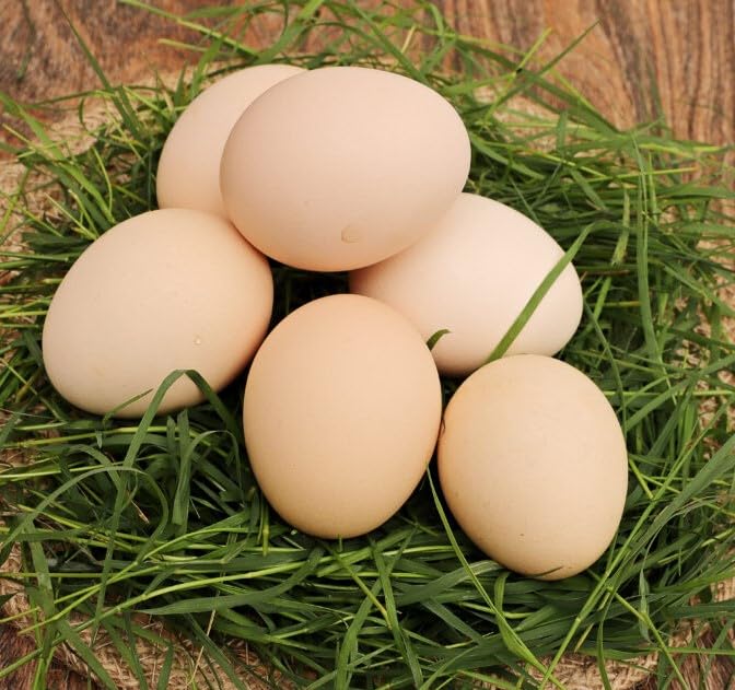Wooden Eggs - 4 Pcs/Wooden Egg Toy/Play Eggs for Kids/Birthday Return Gifts/Wooden Eggs for Kids - Set of 4 (B0CX9G9HRG) Amazon Price History, Amazon Price Tracker