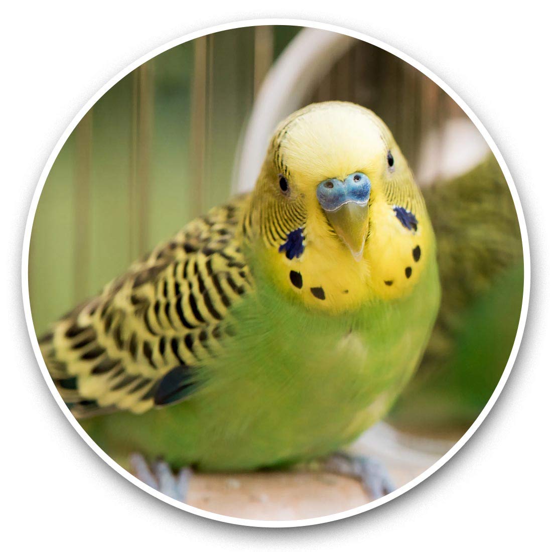 Destination Vinyl Ltd Green Budgie Budgerigar Parrot 45220 Vinyl Stickers (Set Of 2) 7.5Cm - Green Budgie Budgerigar Parrot Laptop Tablet Luggage Scrapbook #45220