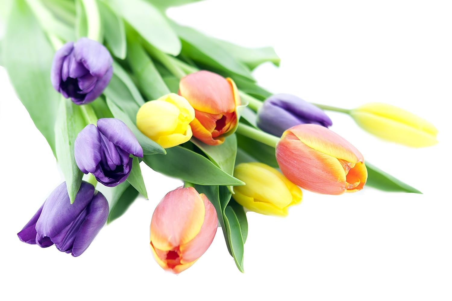 KaBloom - 10 Assorted Tulips without vase - Fresh Flowers for Birthday, Valentine's & Mother's Day