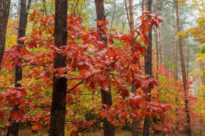 10st. Roteiche 50-80cm Quercus rubra Laubgehölze Forstpflanzen Wurzelware Eichen Wald Anpflanzungen Kaminholz Brennholz
