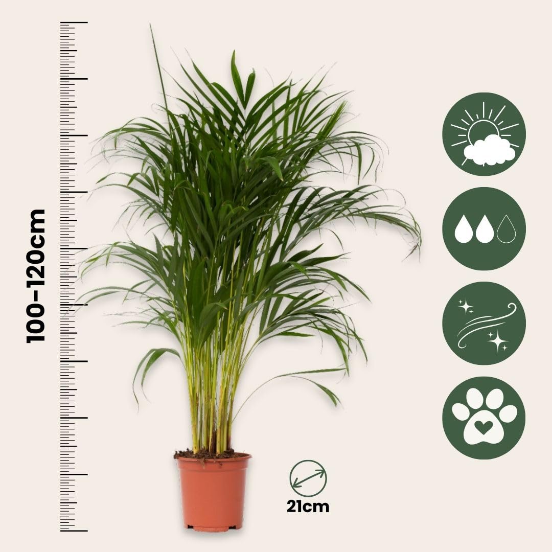 Plant in a Box - Palma Areca - Set di 2 - Dypsis lutescens - Altezza 100-120cm - Vaso 21cm - Pianta d’Oro Tropicale da Interno - Purifica l’Aria e Decora la Casa - Facile da Curare