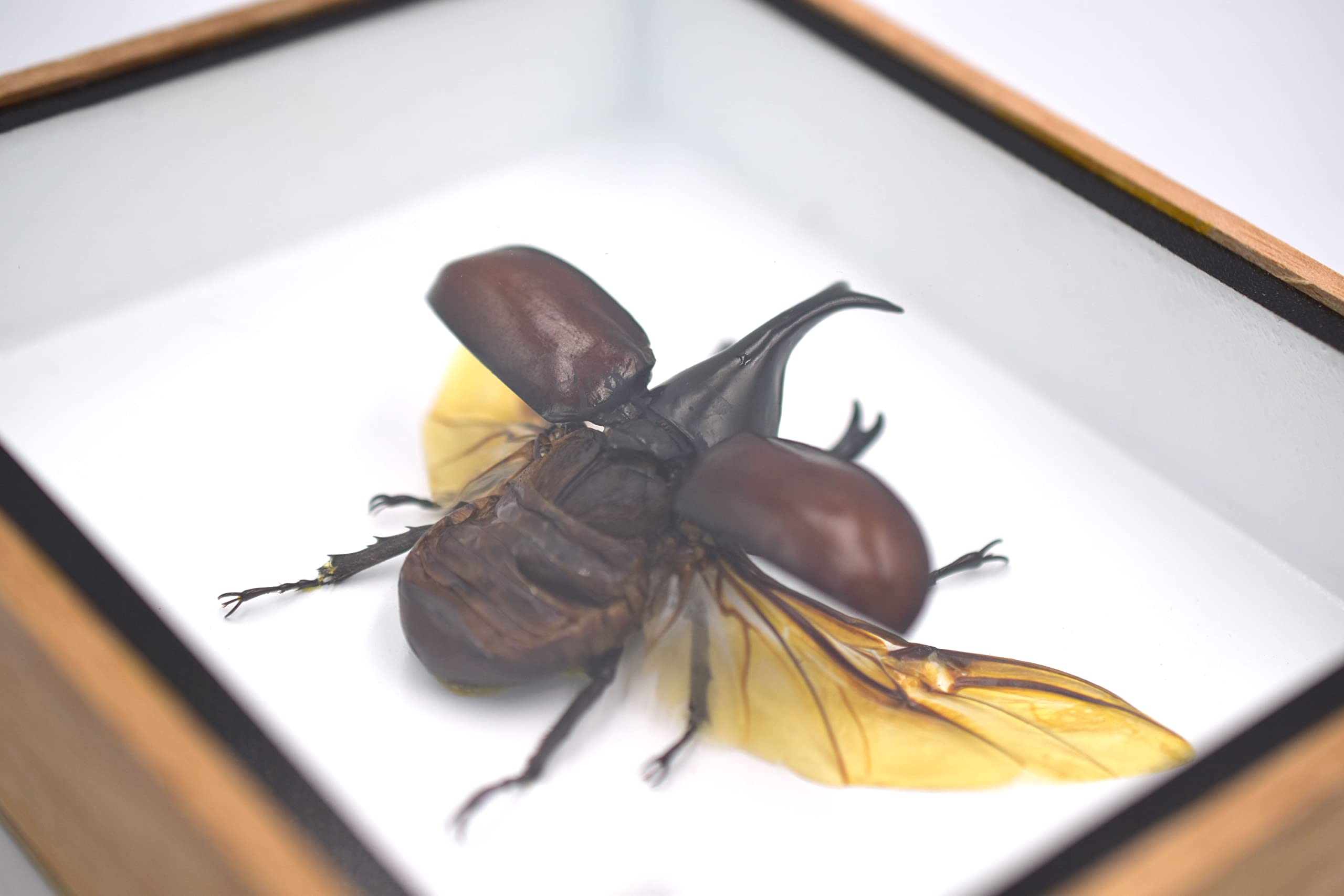 Amazon.com - REAL THAILAND'S FIGHTING BEETLES/RHINOCEROS BEETLE