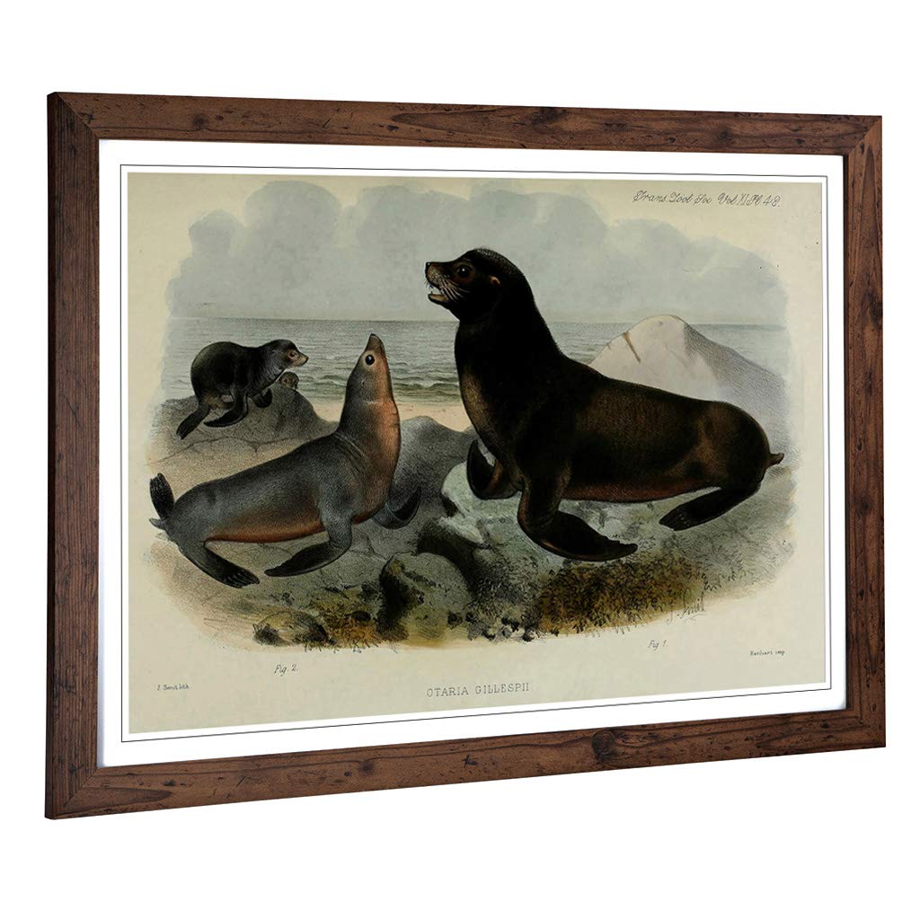 Big Box Art Framed Print of Vintage Smit. Joseph South American Sea-Lion Design | Wall Art Picture | Home Decor for Kitchen, Living Room, Bedroom, Hallway, Walnut, A2 / 24.5x18 Inch / 62x45cm