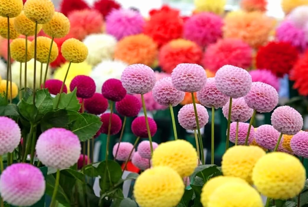 Amazon.com : 350 Chrysanthemum morifolium Seeds, Snowball Mums Seeds Mix  Colors for Planting, Pompon Ping-Pong Ball-Shaped Flower Seeds, Rare  Heirloom Perennial Ornamental Blooms for Garden Yard : Patio, Lawn & Garden