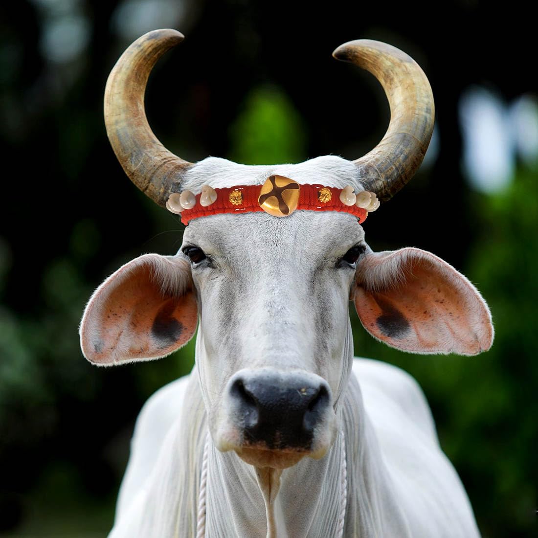 Cow/Buffalo/Bull/Halter Nylon Rope,Leash,Cow Cord, Cow Head Charm,Cow Belt,Cow Head Strap.61 cm in red Color