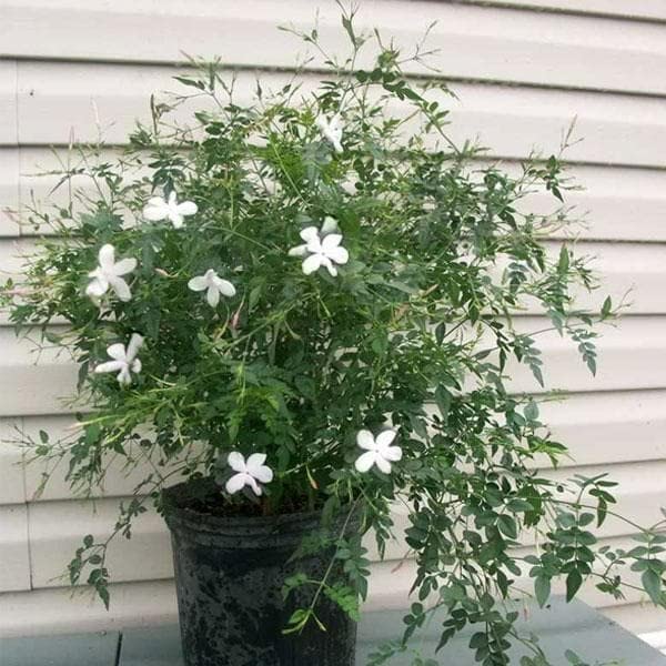 See full amazon price history chart for Mphmi Live Plant Nursery NCR Ranjai Plant, Clematis heynei - Plant Mphmi Live Plant Nursery NCR Ranjai Plant, Clematis heynei - Plant (B0C29F48NL) Amazon Price History, Amazon Price Tracker