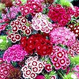 Dianthus Seeds 5000PCS– Fragrant Perennial Flower Seeds for Planting | Hardy Garden Blooms for Borders, Containers & Cut Flowers