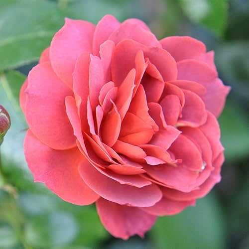 Heirloom Roses Planta de rosas - Hot Cocoa Orange Floribunda Rosal, Planta viva Floribunda para plantar al aire libre