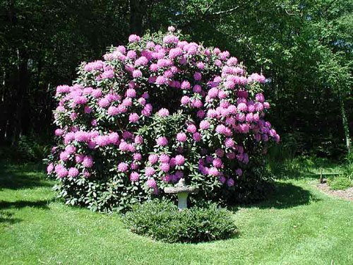 Amazon.com : Rhododendron Catawbiense Boursault 8-12" Wide Foliage Two  Gallon Plant : Patio, Lawn & Garden