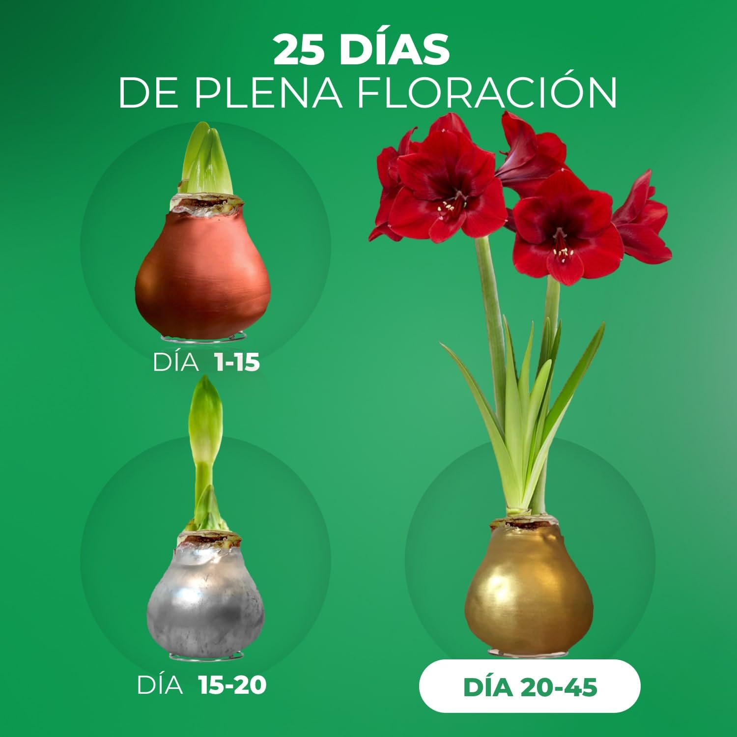 Colección de bulbos de amarilis de cera en plata, oro y bronce;
