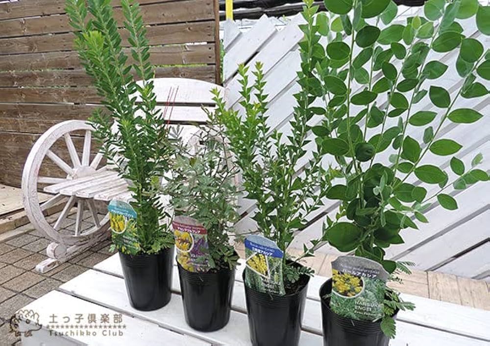 ブルーブッシュ/ 583 アカシア ブルーブッシュ 約120-150cm 苗 シンボルツリー 庭木