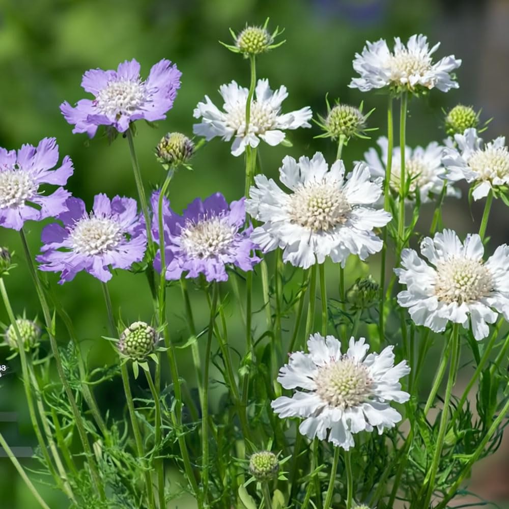 Scabious Border Mix Seeds – A Classic Border Perennial, Also Good for Cutting – RHS Plants for Pollinators – Hardy Perennial – for Your Beautiful Garden