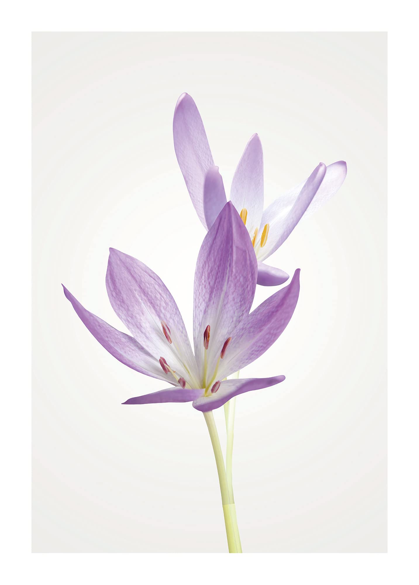 Crocus Autumn Komar 50x70cm décoration murale fleurie pour salon élégant