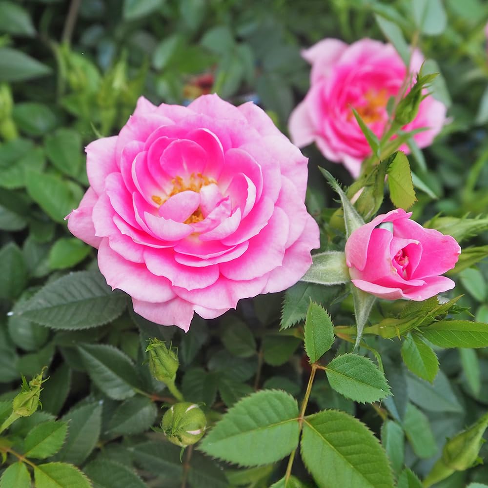 Amazon.co.jp: ITANSE 薔薇 ミニバラ セブンティーン 3～4号 2個