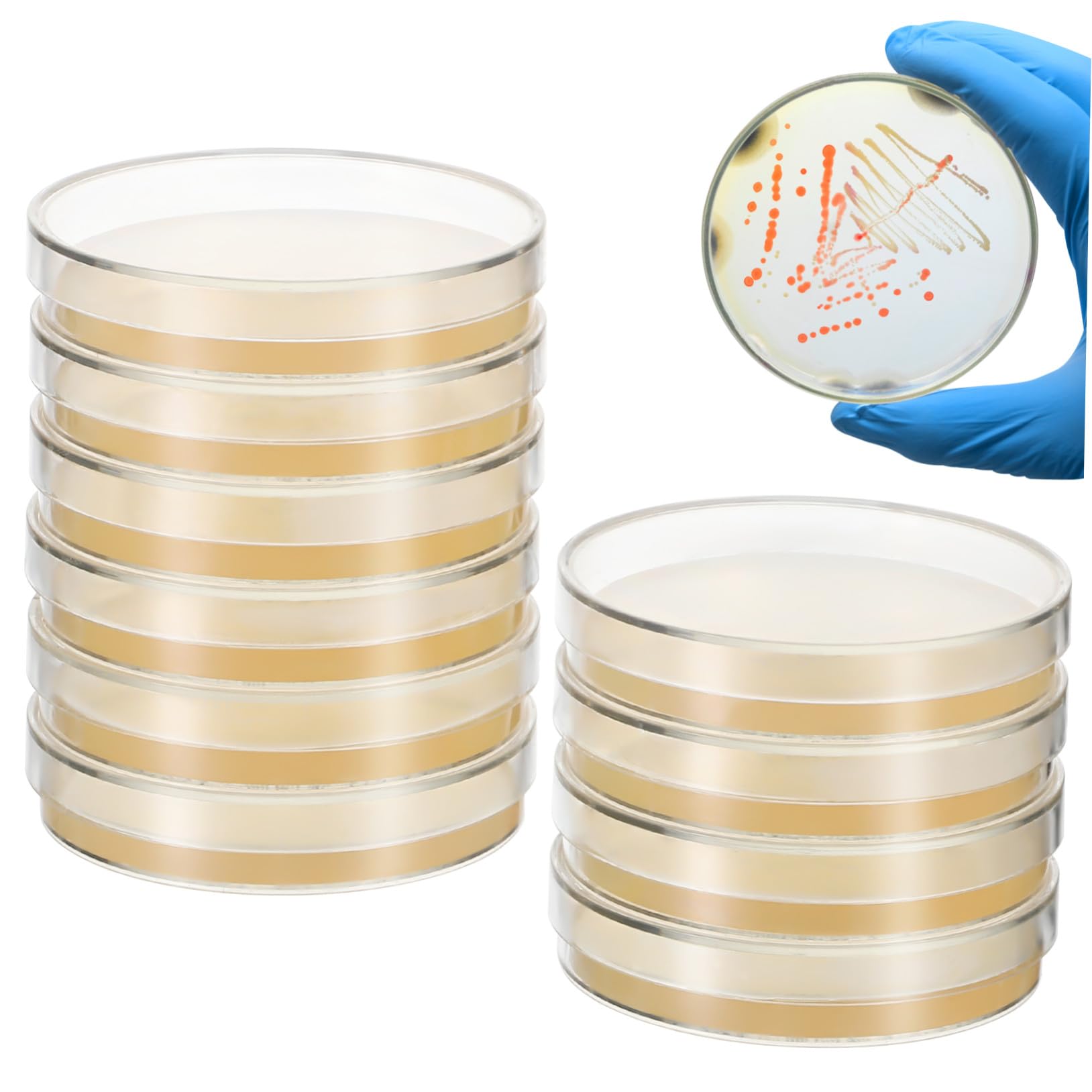 Piastre di Agar Nutriente 7cm, 20 Pezzi per Scuola e Laboratorio