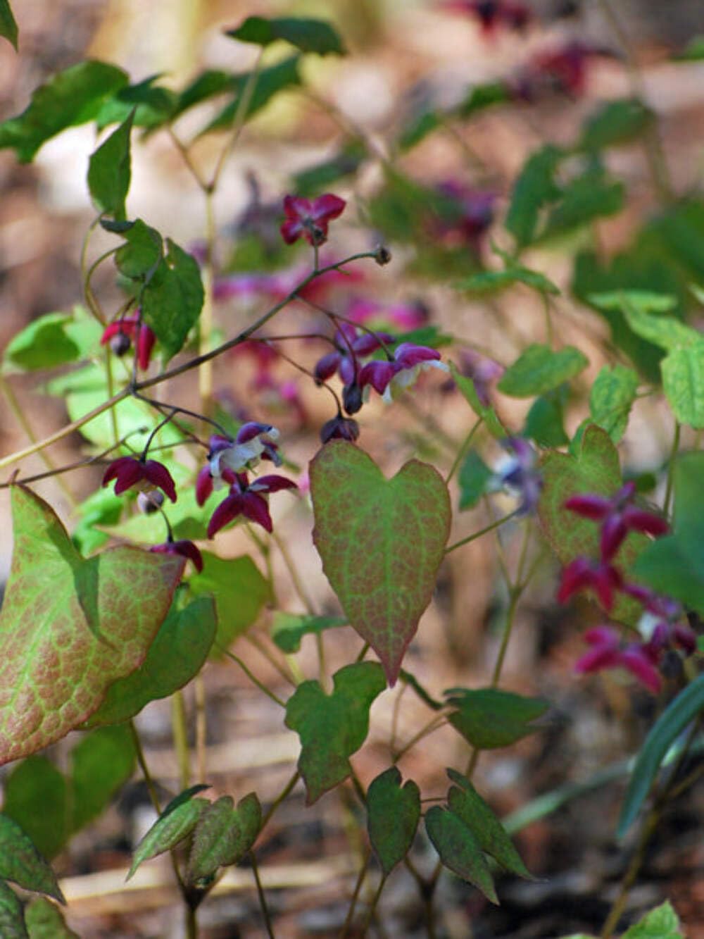 Epimedium rubrum Barrenwort