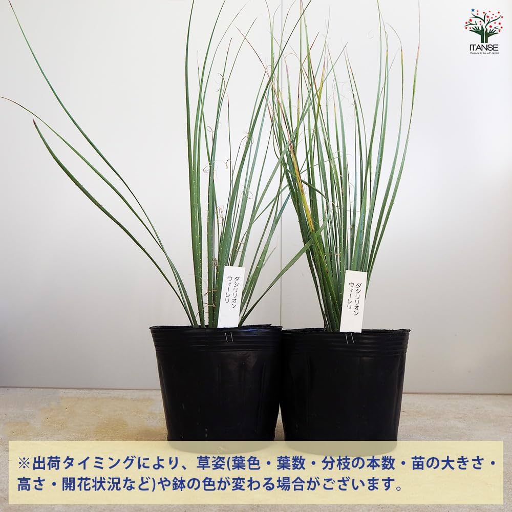 ダシリリオン　ウィーレリ　10号鉢つき　幹太❗ ダシリリオン ウィーレリ 苗 販売 苗木部 By 花ひろばオンライン