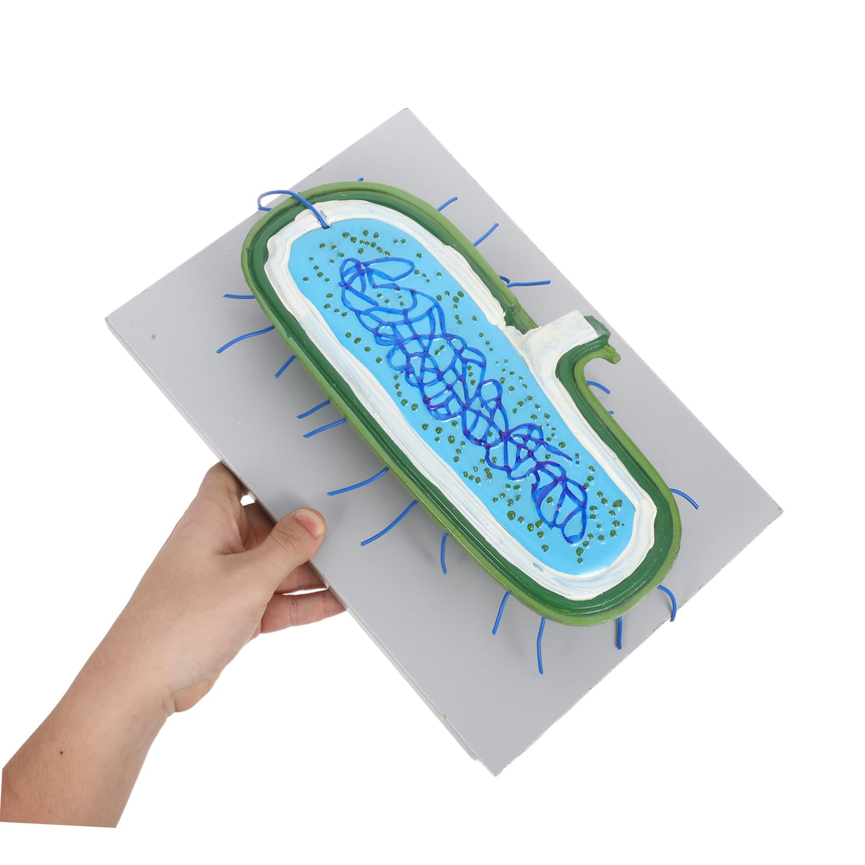 Anatomisches Zellkernmodell aus Kunststoff als Bildungsmodell | 3d-gewebekultur, Detaillierte Zellorganellen Darstellung, für Biologieunterricht und Schüler