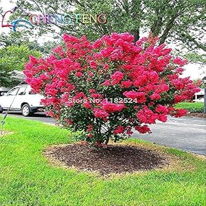 HONIC 10 Stück Heirloomsamen Kreppmyrte Bonsai Blumensamen Mini Home Garten Supplies Indoor Blumen Pflanze Baum beobachten Sementes Geschenk: Schwarz